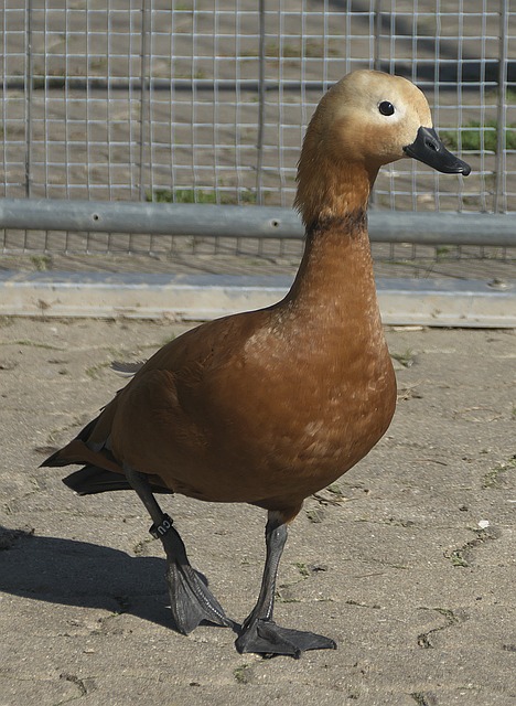 冠军经验